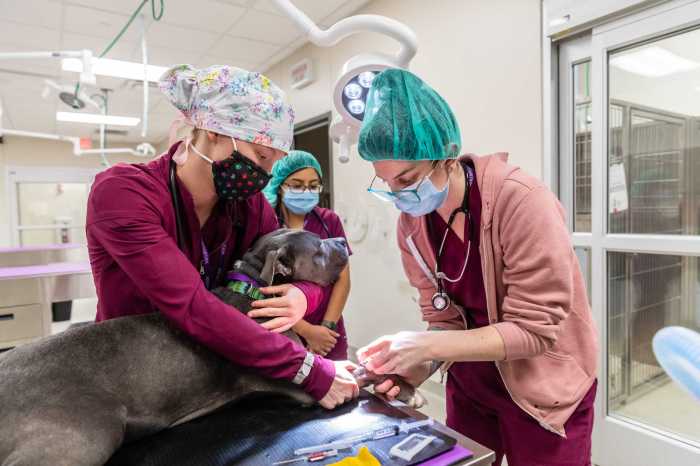 Veterinary technology