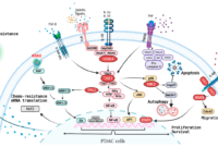 Cell signaling technology kras